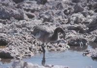 229_Salar de Atacama 